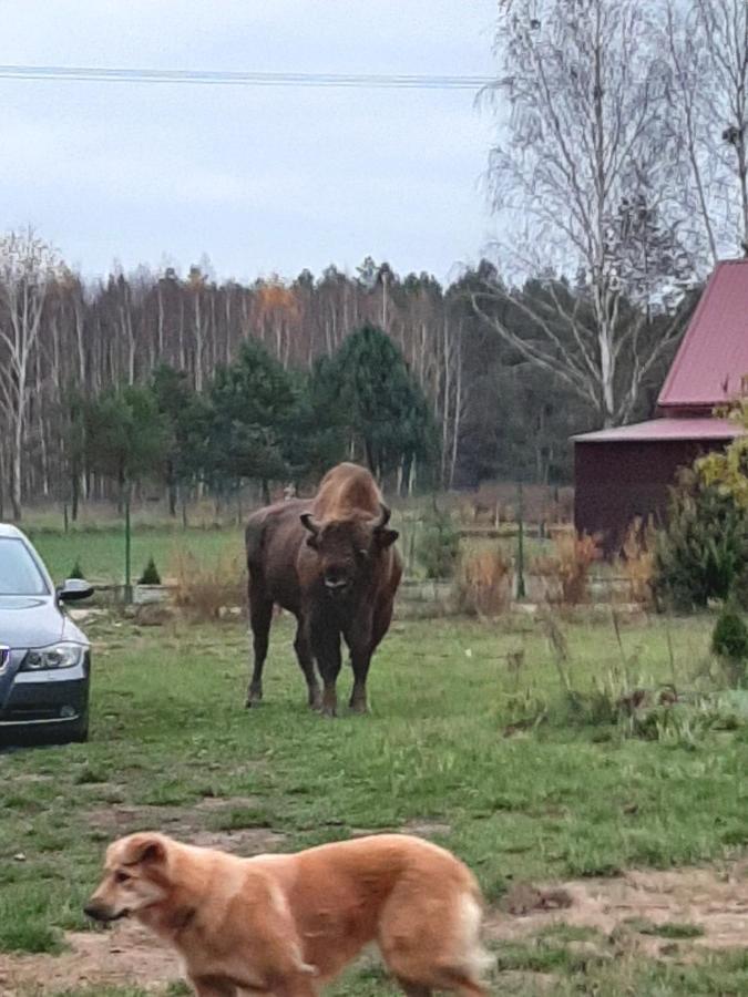 Agroturystyka Zubr Villa Siemianowka Eksteriør bilde